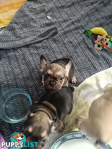 FRENCH BULLDOG PUPPIES