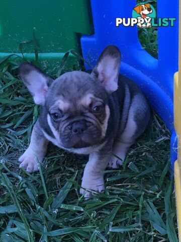 FRENCH BULLDOG PUPPIES