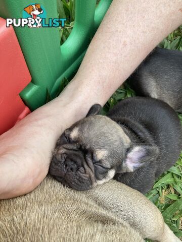 FRENCH BULLDOG PUPPIES