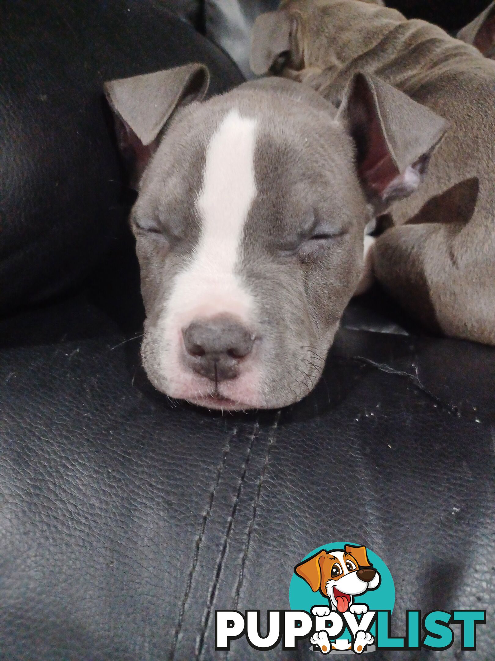 Blue American staffies