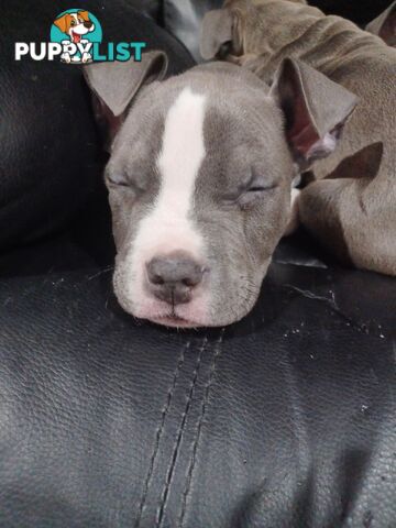 Blue American staffies