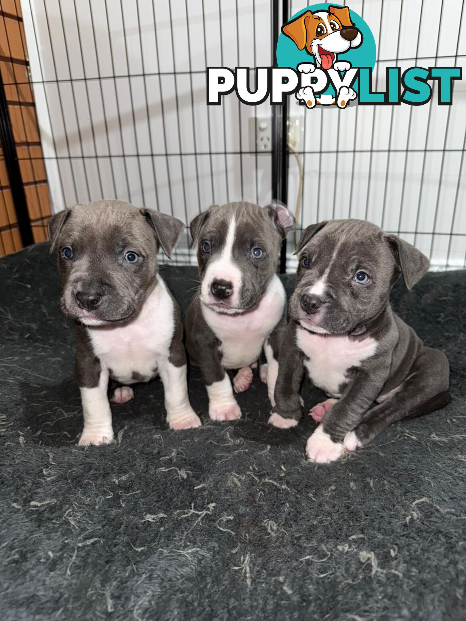 Blue American staffies