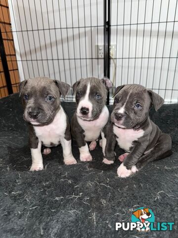 Blue American staffies