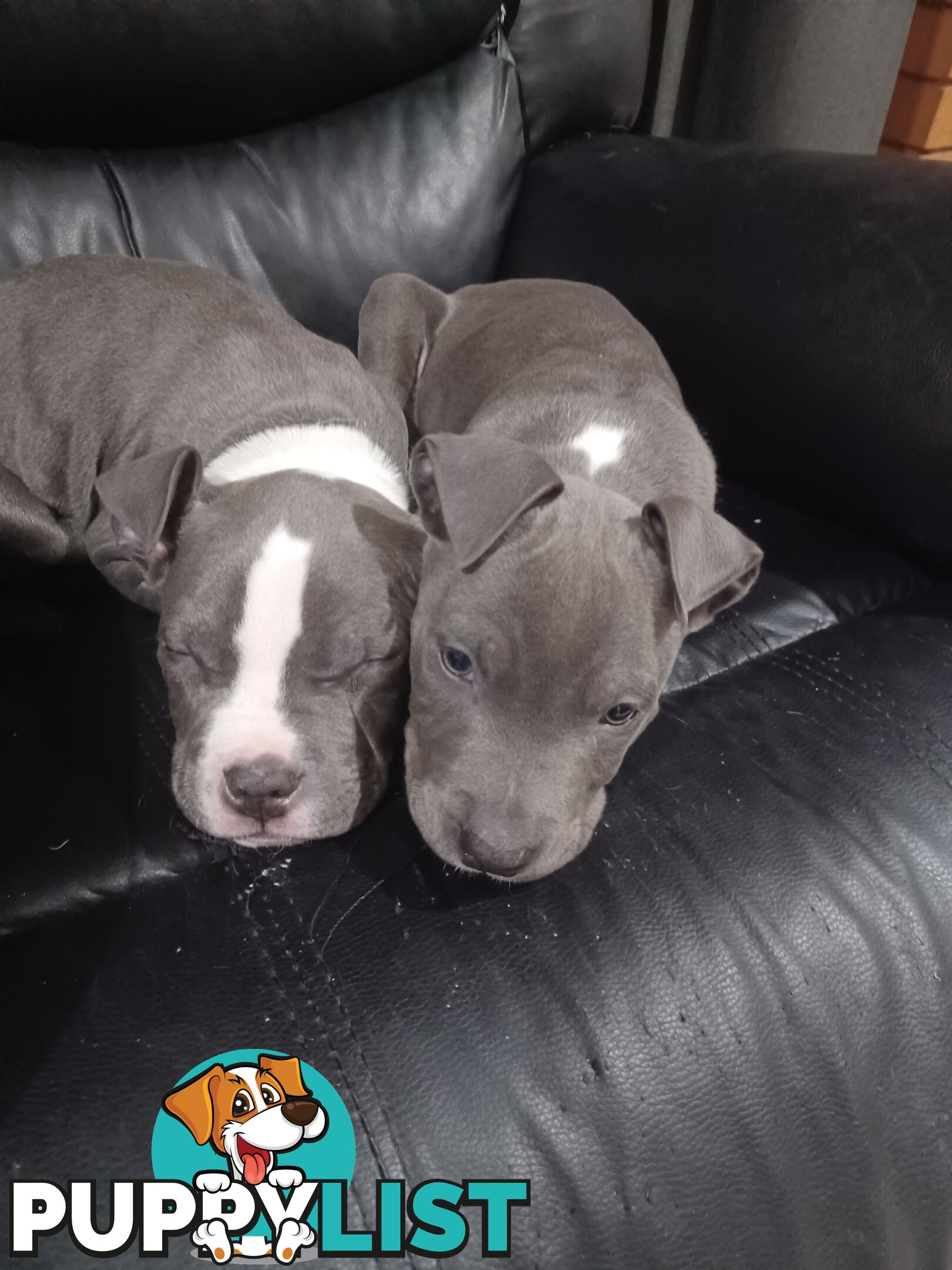 Blue American staffies