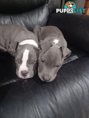 Blue American staffies