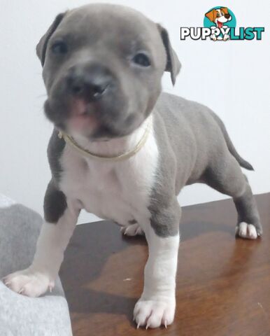 Blue American staffies
