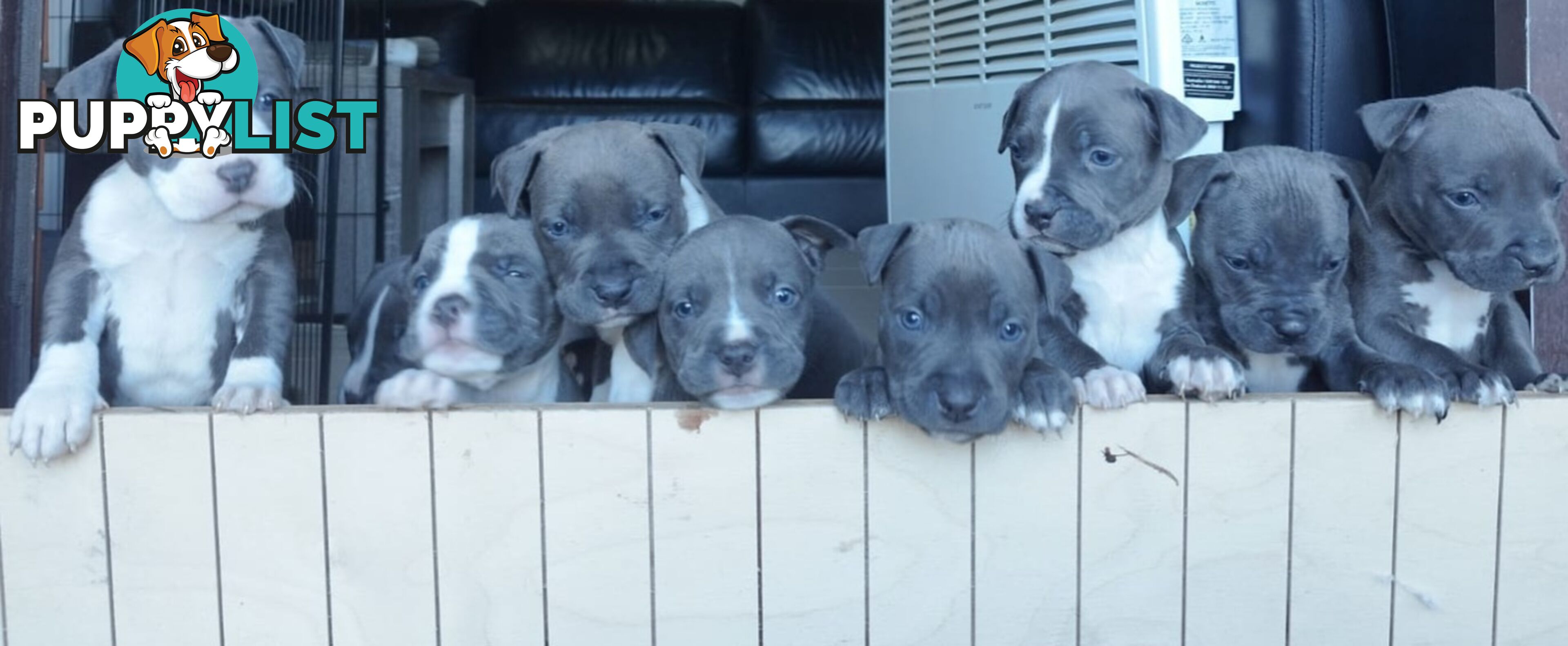 Blue American staffies