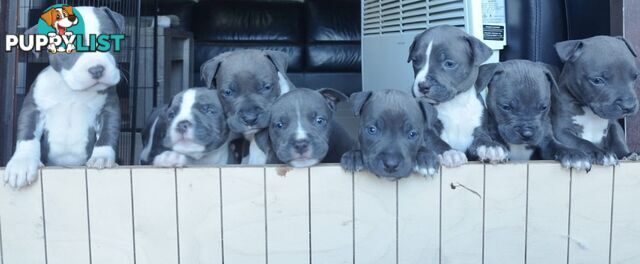Blue American staffies