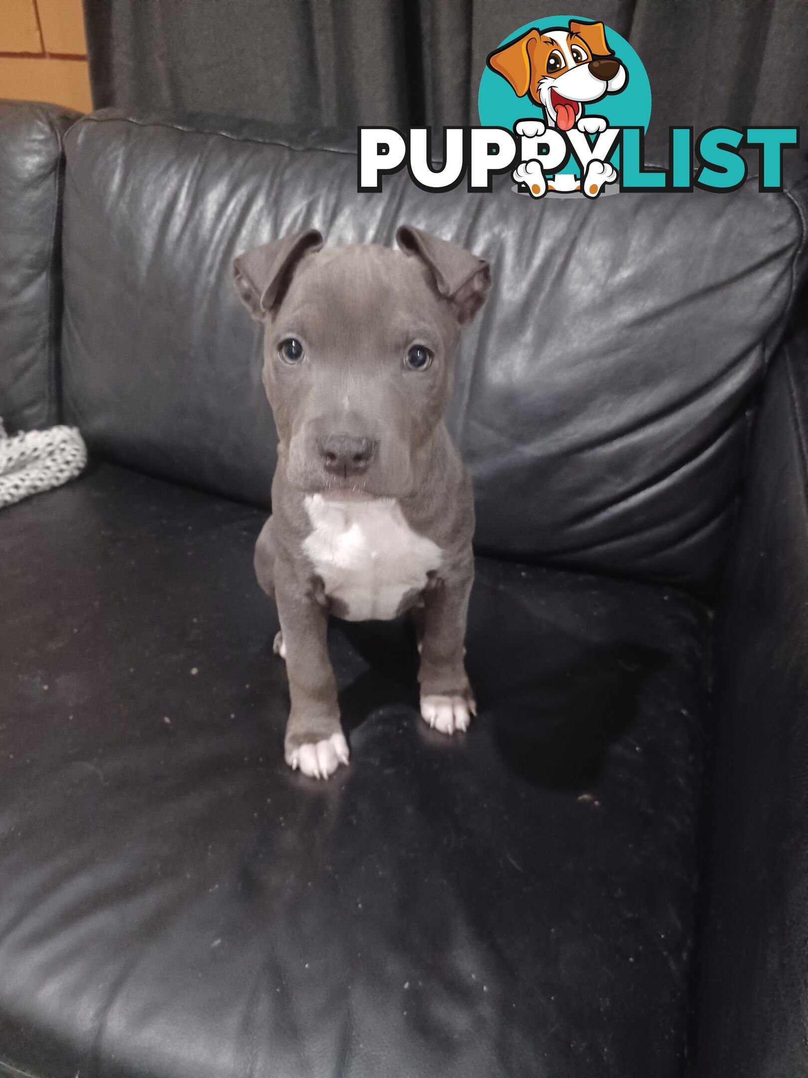 Blue American staffies