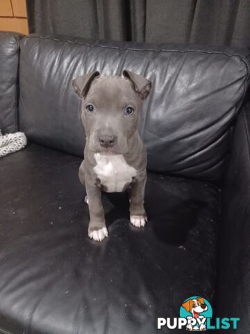 Blue American staffies