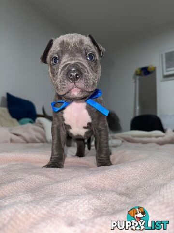 Blue American staffies