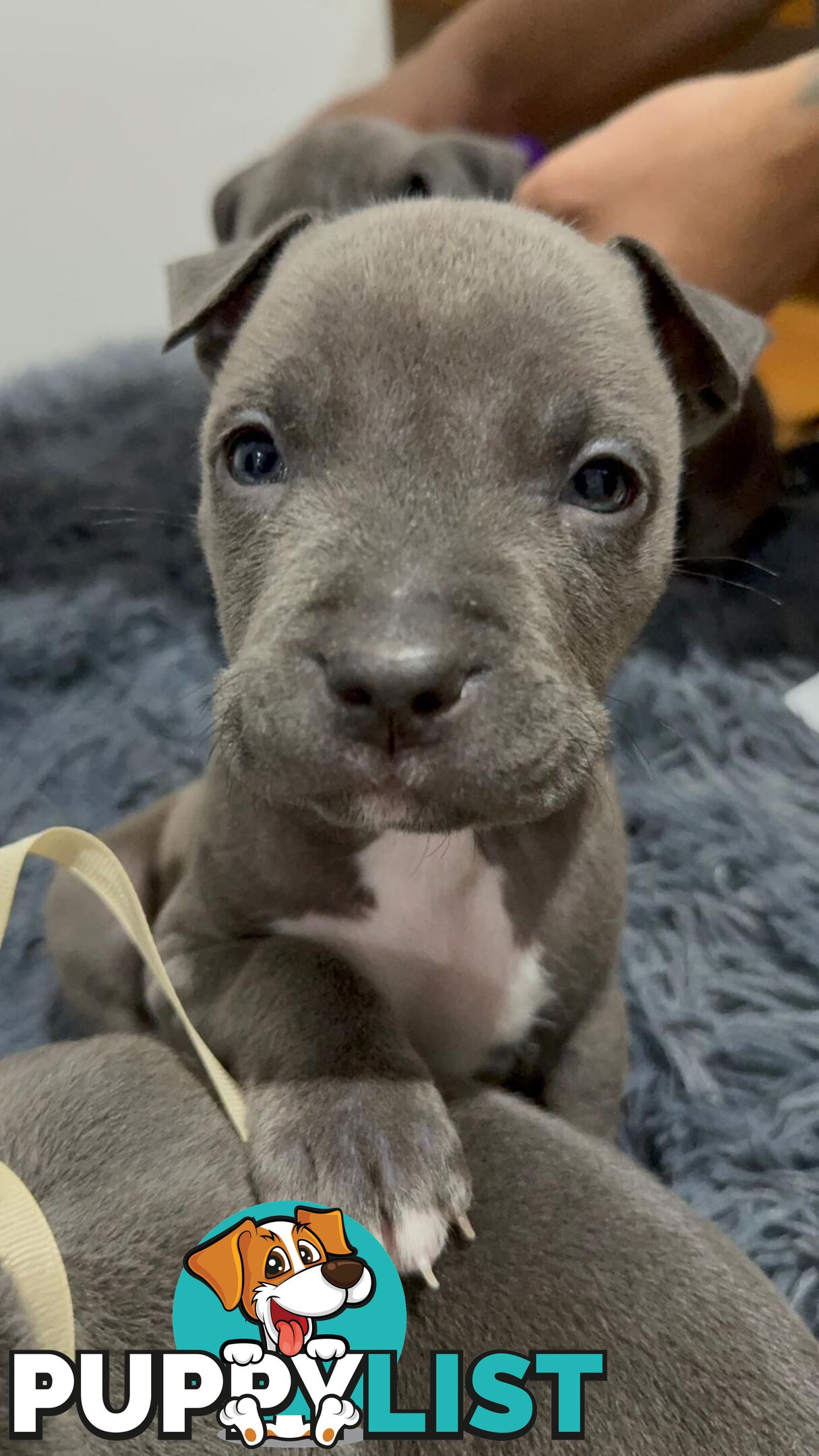 Blue American staffies