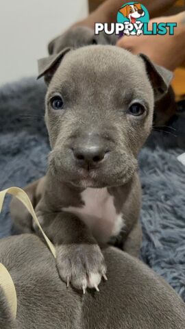 Blue American staffies