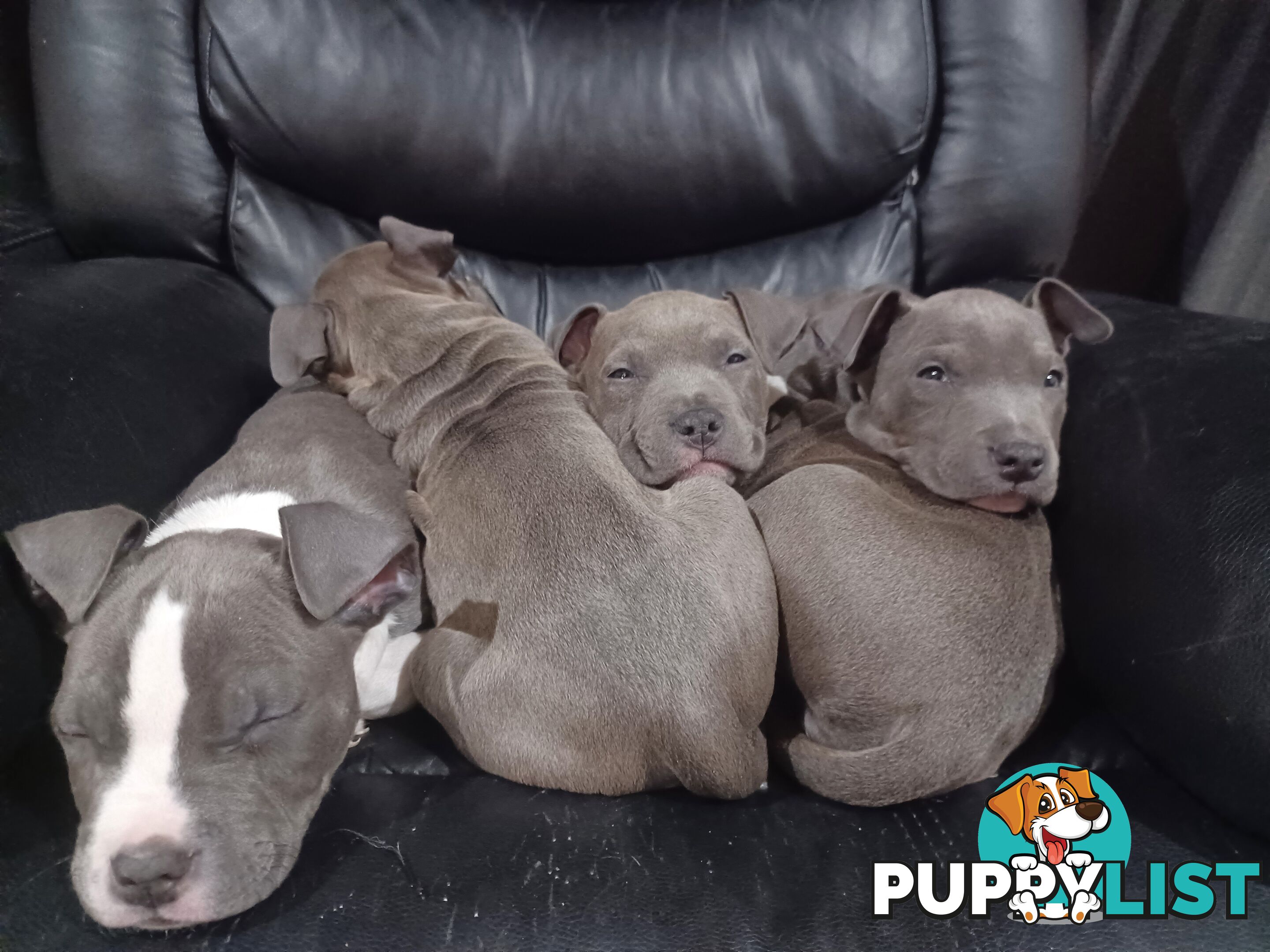 Blue American staffies