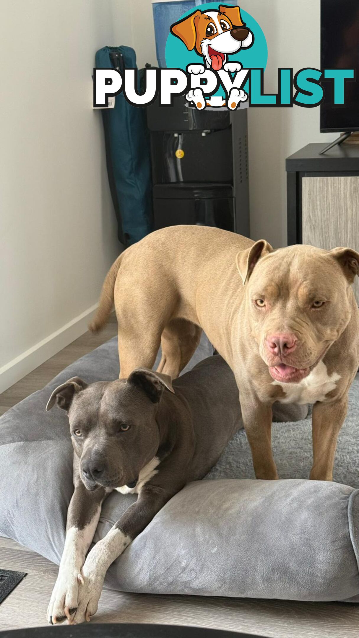 Blue American staffies