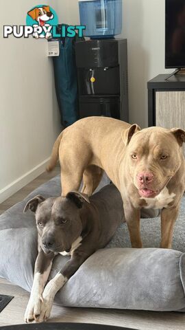 Blue American staffies
