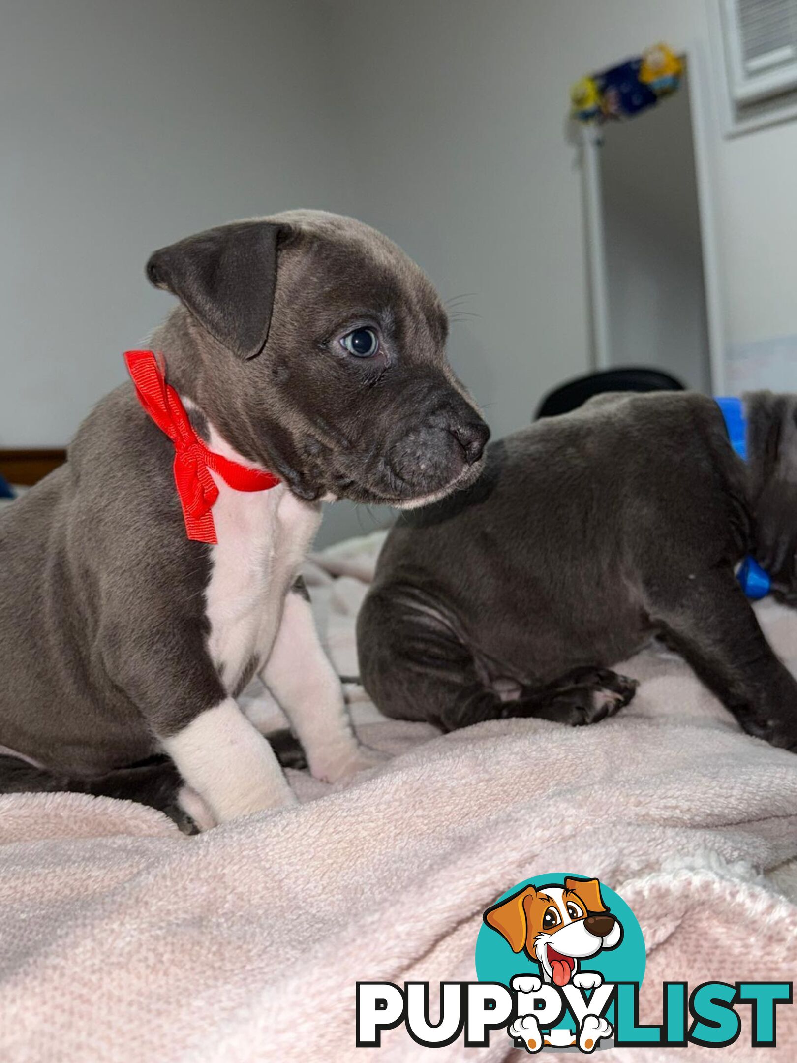 Blue American staffies