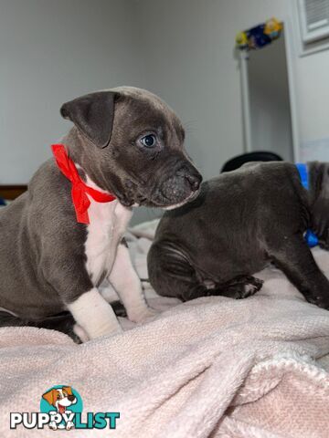 Blue American staffies