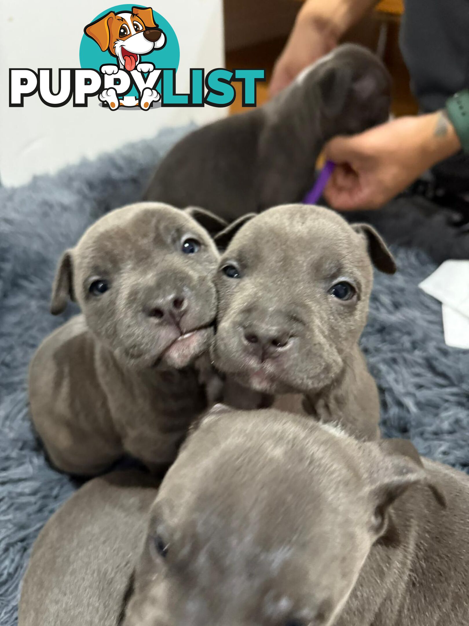 Blue American staffies