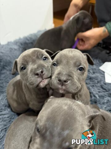 Blue American staffies