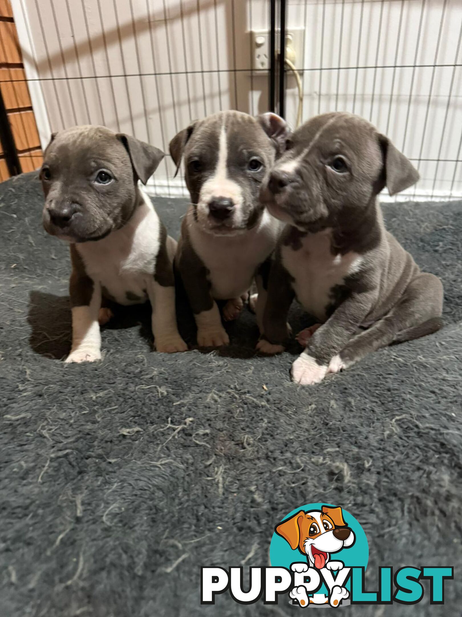 Blue American staffies