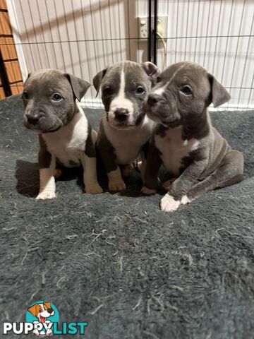Blue American staffies