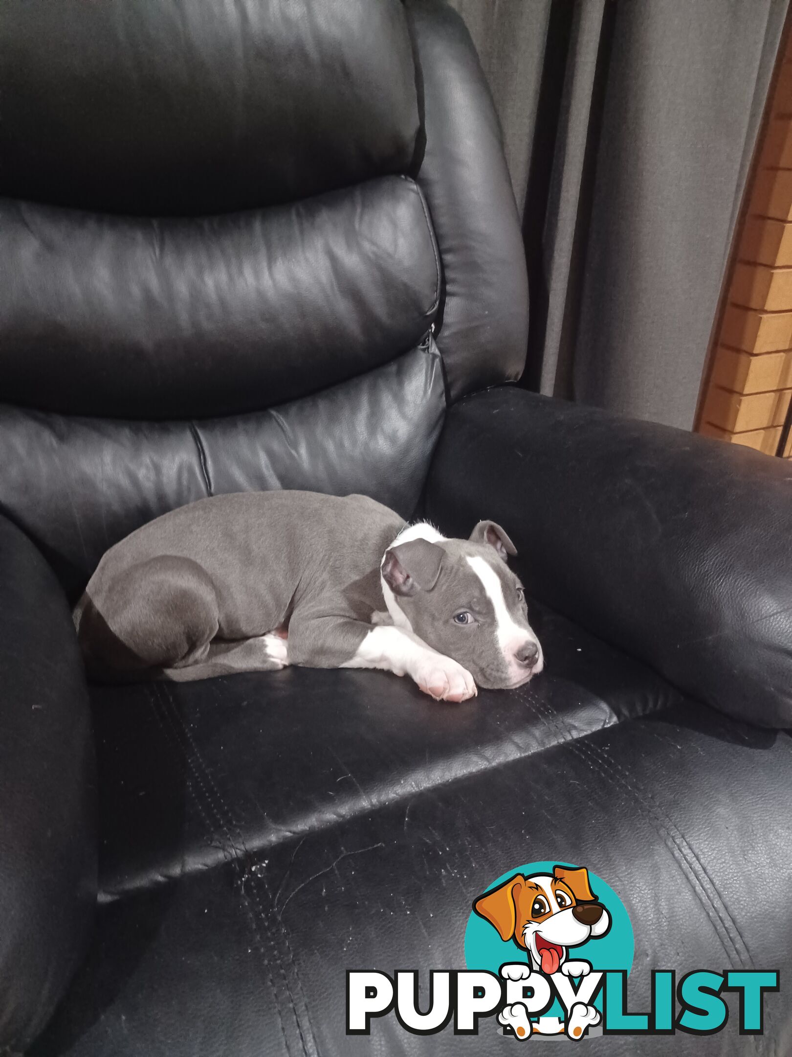 Blue American staffies
