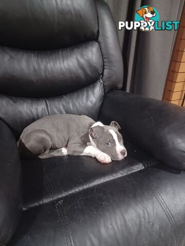 Blue American staffies
