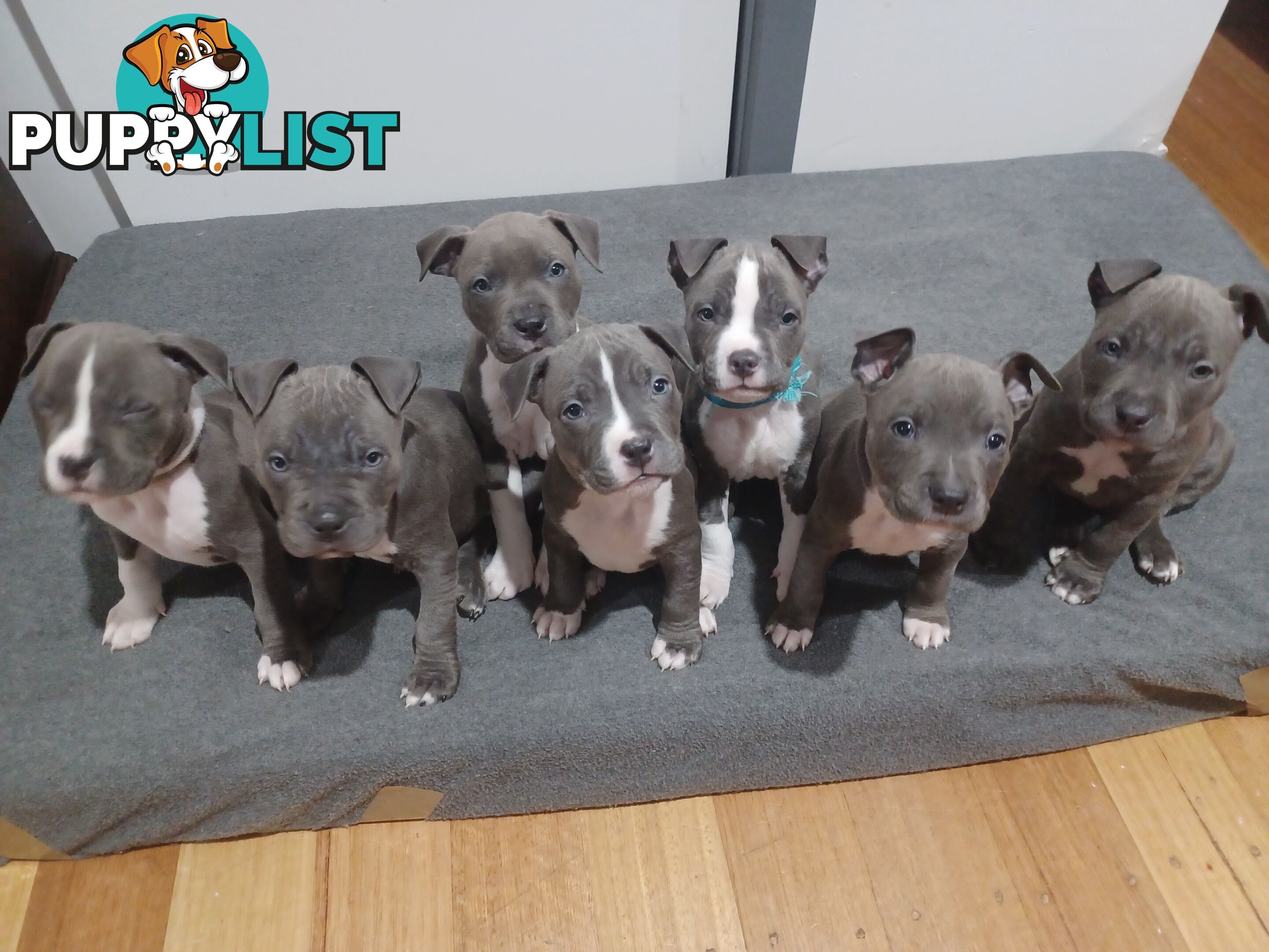 Blue American staffies