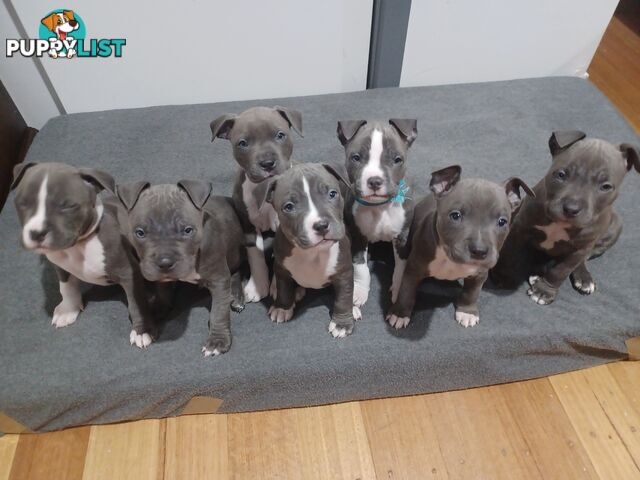 Blue American staffies