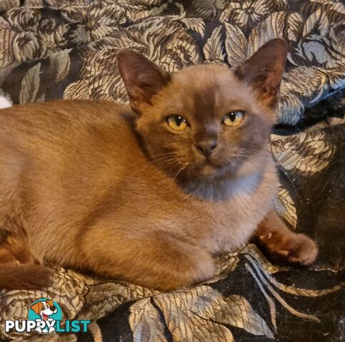 Pedigreed Burmese Kittens For Sale Qld