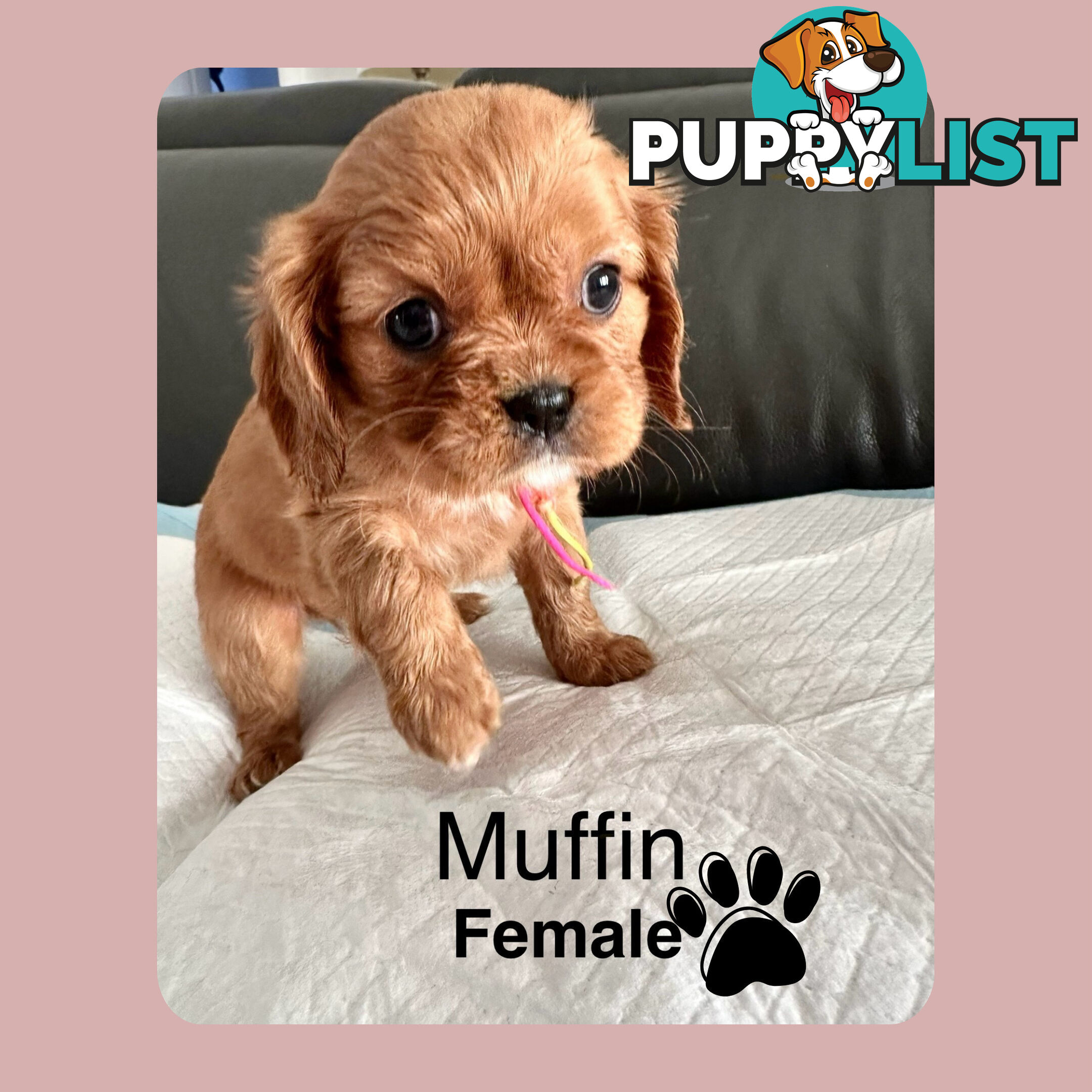 Cavalier King Charles Spaneils Puppies for sale