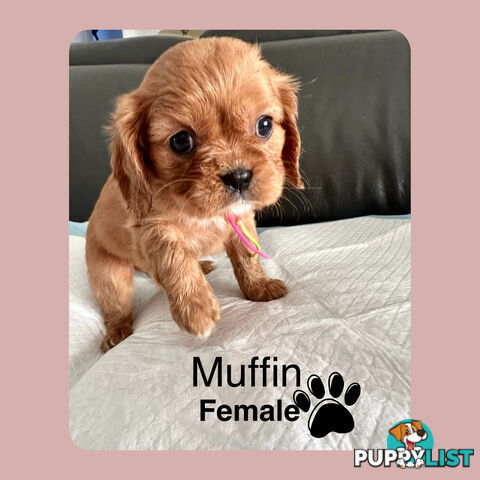 Cavalier King Charles Spaneils Puppies for sale