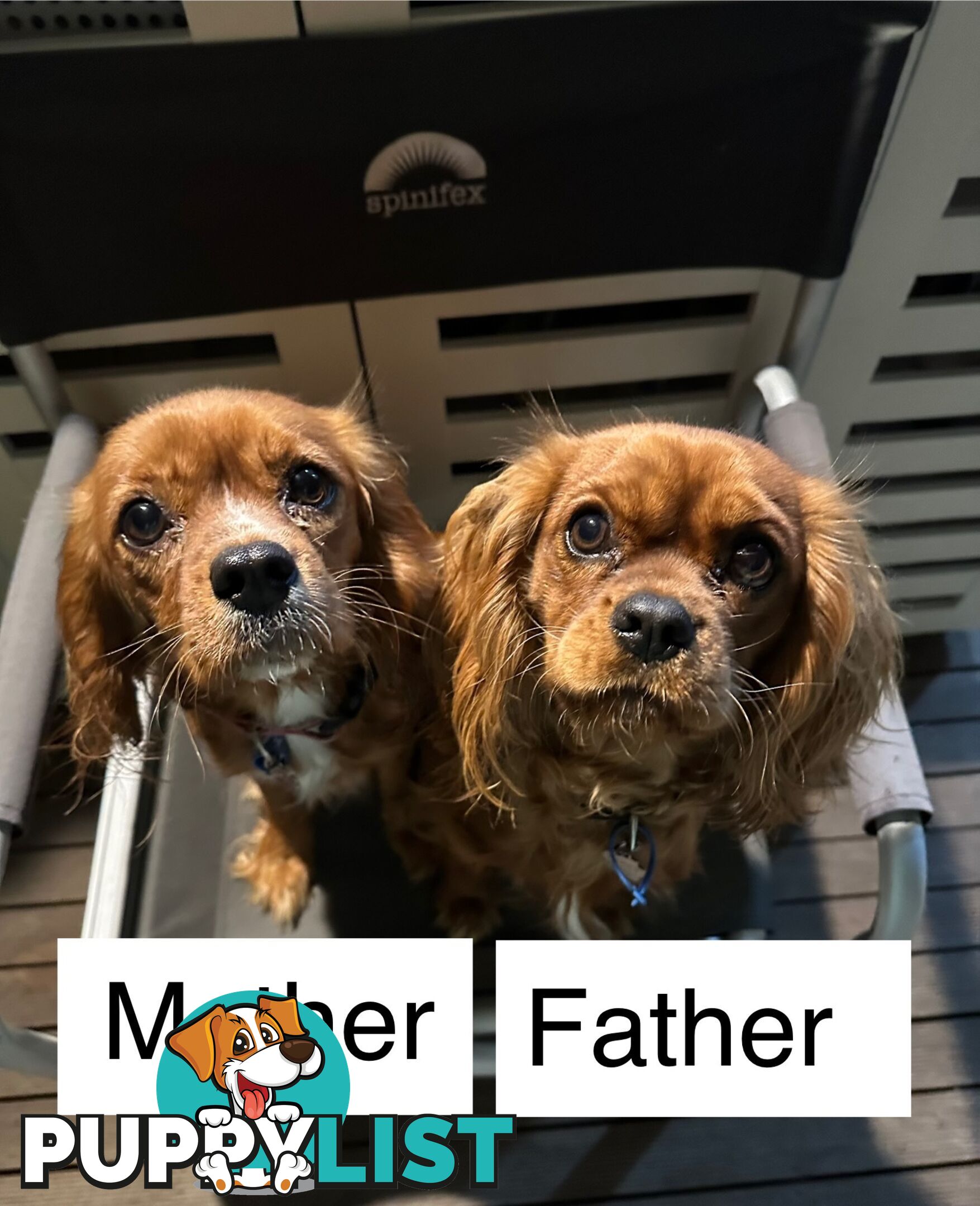 Cavalier King Charles Spaneils Puppies for sale