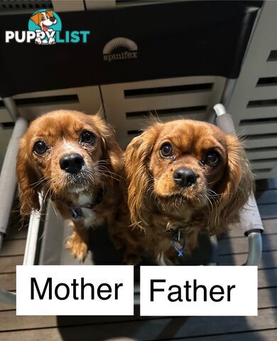 Cavalier King Charles Spaneils Puppies for sale