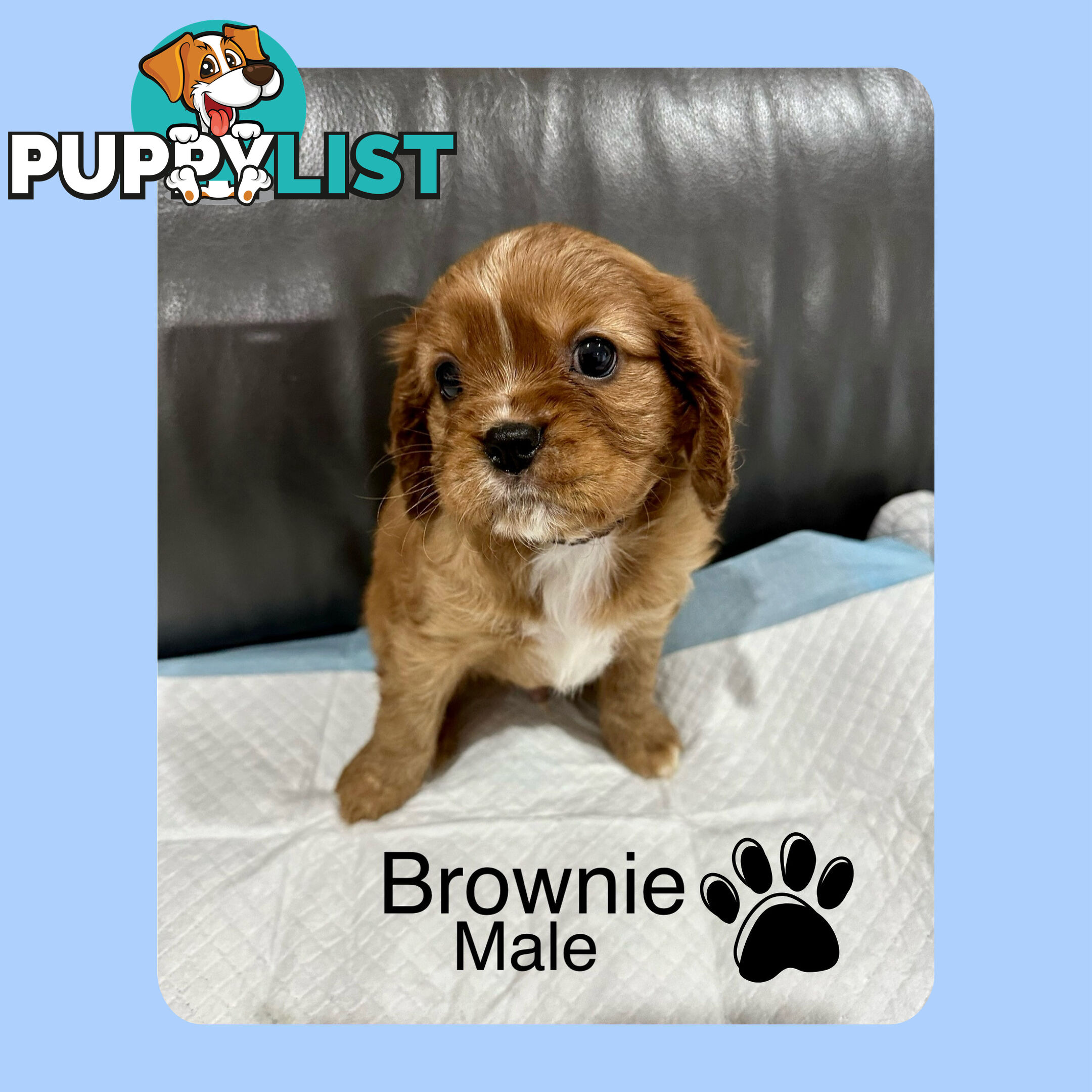 Cavalier King Charles Spaneils Puppies for sale