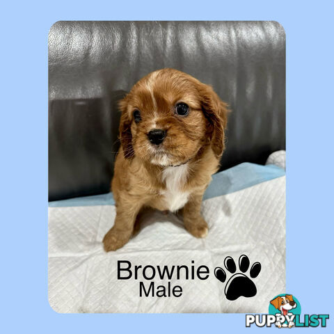 Cavalier King Charles Spaneils Puppies for sale