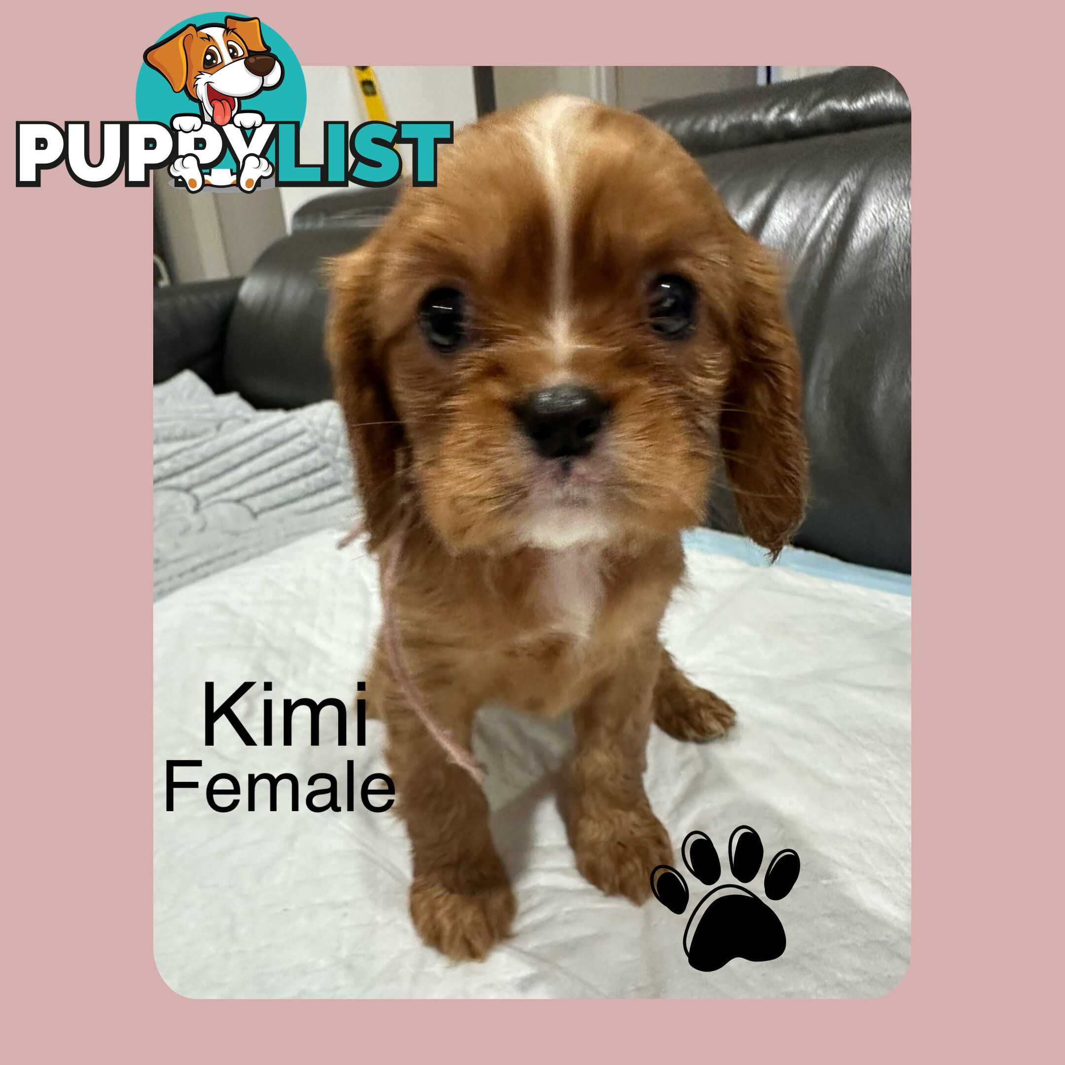 Cavalier King Charles Spaneils Puppies for sale