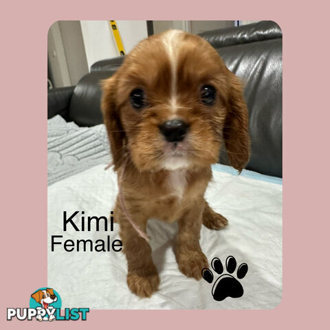 Cavalier King Charles Spaneils Puppies for sale