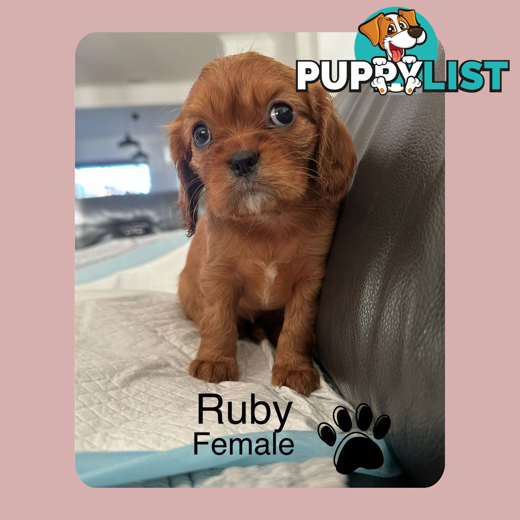 Cavalier King Charles Spaneils Puppies for sale