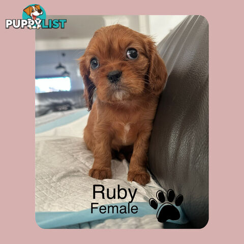 Cavalier King Charles Spaneils Puppies for sale
