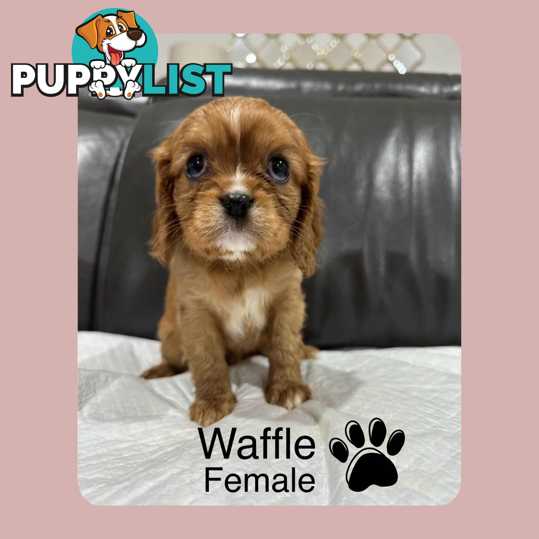 Cavalier King Charles Spaneils Puppies for sale
