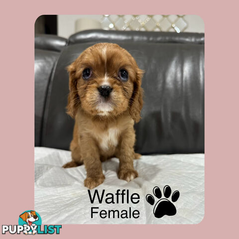 Cavalier King Charles Spaneils Puppies for sale