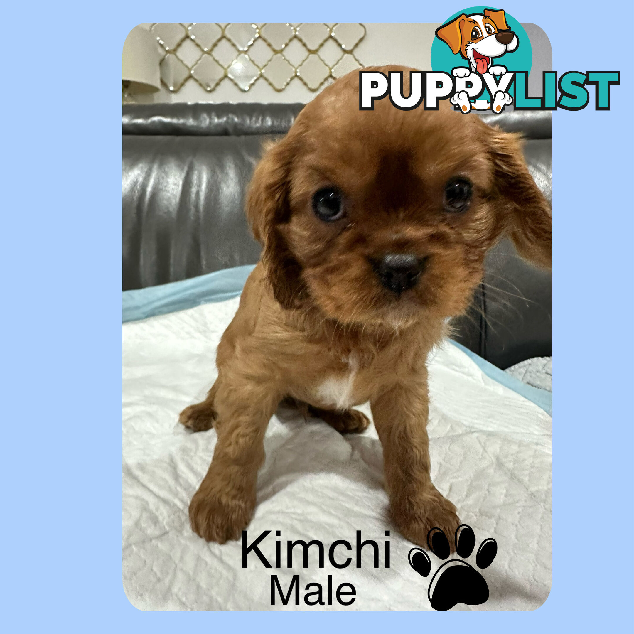 Cavalier King Charles Spaneils Puppies for sale