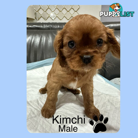 Cavalier King Charles Spaneils Puppies for sale
