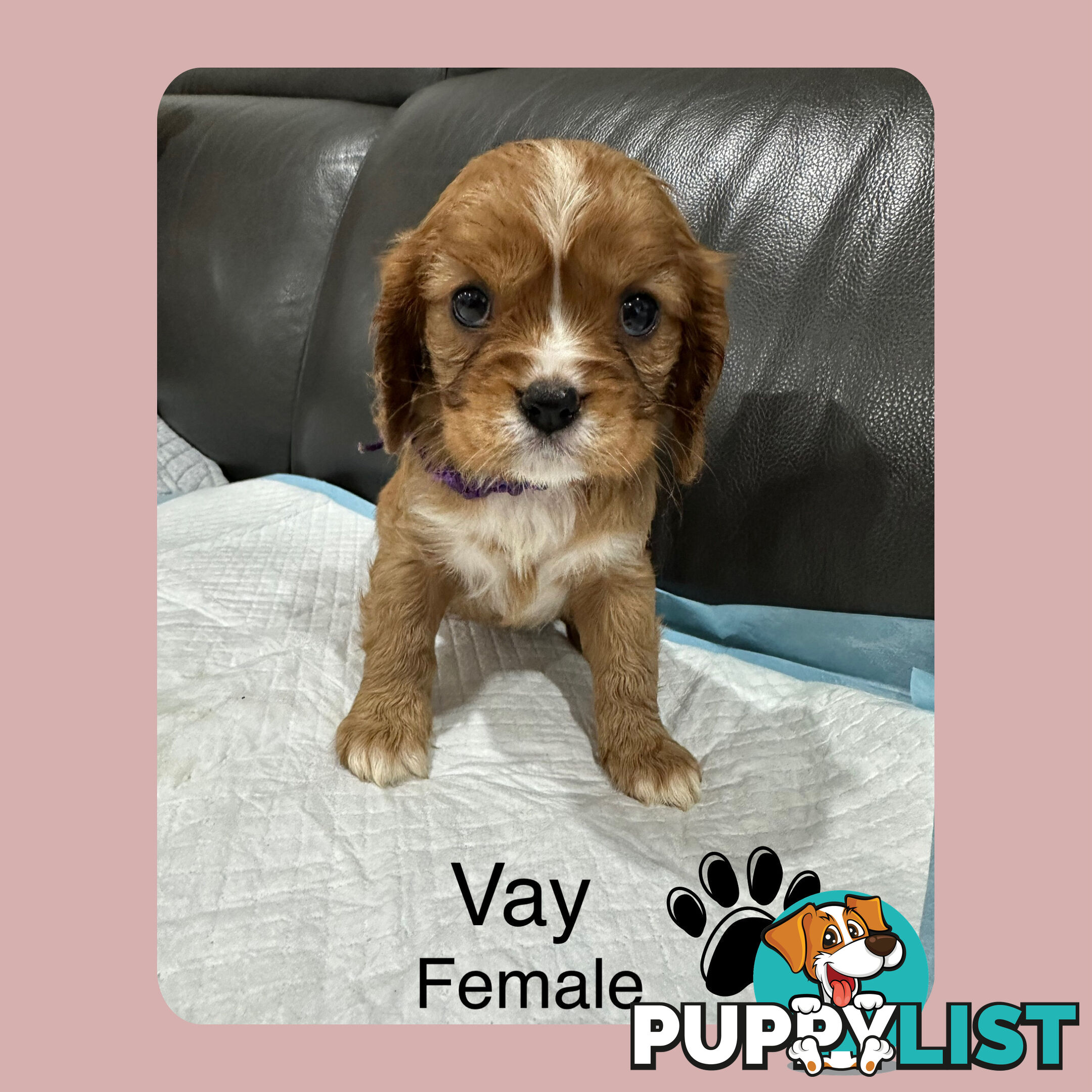 Cavalier King Charles Spaneils Puppies for sale