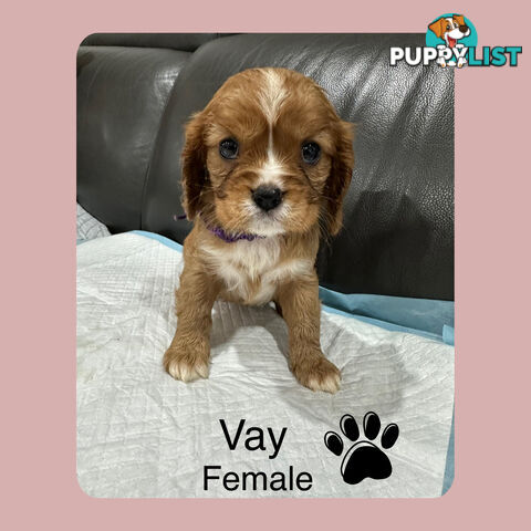 Cavalier King Charles Spaneils Puppies for sale