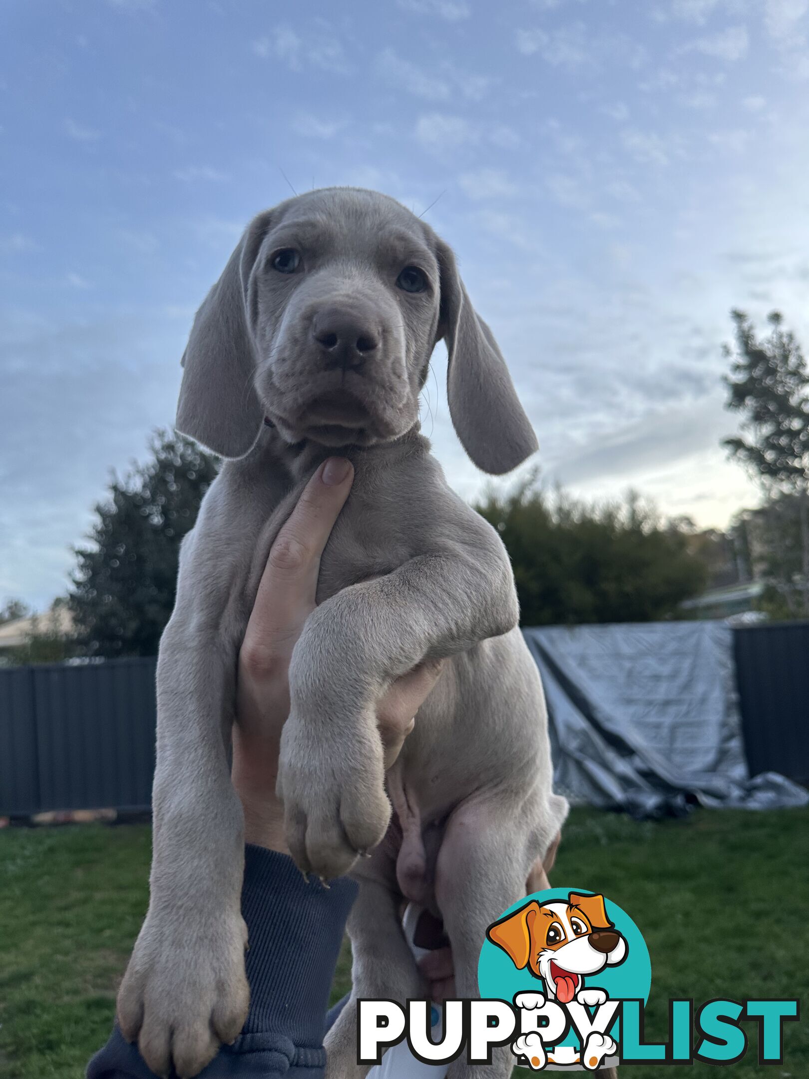 Weimaraner Puppies READY FOR NEW HOMES NOW