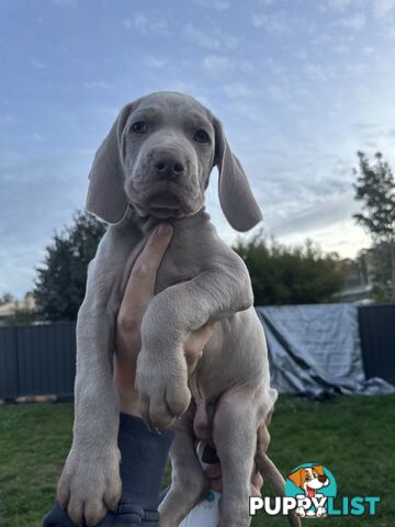 Weimaraner Puppies READY FOR NEW HOMES NOW