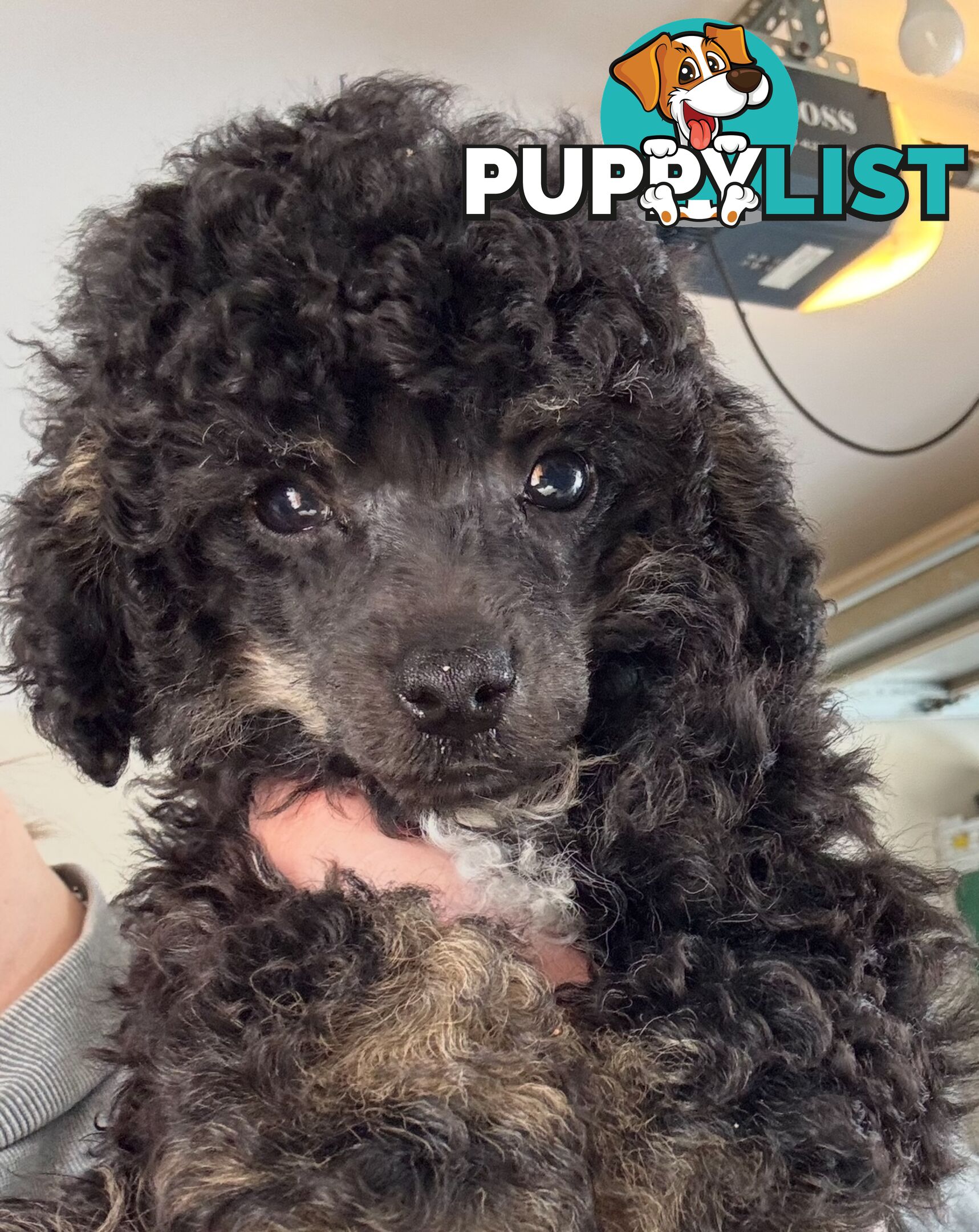 Toy poodle puppys